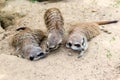 Meerkats in Zoo Bochum, Germany Royalty Free Stock Photo