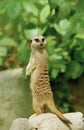 Meerket Royalty Free Stock Photo