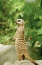 Meerket Royalty Free Stock Photo