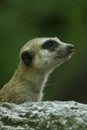 Meerket Royalty Free Stock Photo