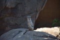 Meerket on the stone Royalty Free Stock Photo