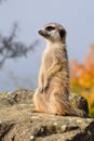 A meerket is watching over Royalty Free Stock Photo