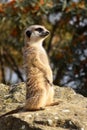 A meerket is watching over Royalty Free Stock Photo