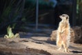 Meerkat on Guard