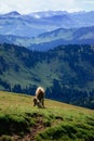 Meet a cow on a hiking trip on the Nagelfluhkette in the german alps Royalty Free Stock Photo