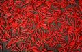 picture of autumn red pepper drying