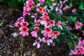 The pink flowers of the botanical garden