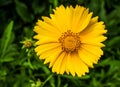 yellow flower closeup photo to park Royalty Free Stock Photo