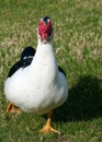 Meet Mr Muscovy Duck