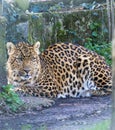 Northern Chinese leopards at Howletts Zoo