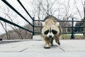 Meet the raccoon Royalty Free Stock Photo