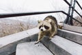 Meet the raccoon in Montreal Royalty Free Stock Photo