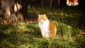 Stray Kitten in the park~ A Orange, warm one (TNR)