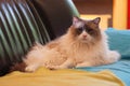 Meet Tom, a Ragdoll cat lying on the sofa Royalty Free Stock Photo