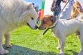 Meeting and acquaintance of two cheerful dogs