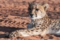 A family of cheetah in Namibia