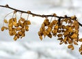 Meeting of autumn to winter. The leaves of acacia do not have time to fly to the onset of winter. Royalty Free Stock Photo