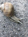 A big snail in the middle of the road