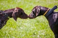 Meeting dogs on the lawn.