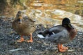 Meeting with ducks near my house.