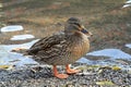 Meeting with ducks near my house.