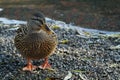 Meeting with ducks near my house.