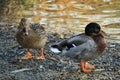 Meeting with ducks near my house.