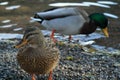 Meeting with ducks near my house.