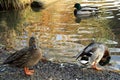 Meeting with ducks near my house.