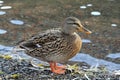 Meeting with ducks near my house.