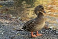 Meeting with ducks near my house.