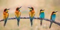 Meeting of four bee-eaters Royalty Free Stock Photo