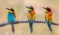 Meeting of four bee-eaters Royalty Free Stock Photo