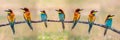 Meeting of four bee-eaters Royalty Free Stock Photo