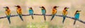 Meeting of four bee-eaters Royalty Free Stock Photo