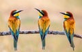 Meeting of four bee-eaters Royalty Free Stock Photo