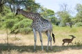 Meeting of Giraffe and scared Impala