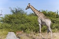Meeting of Giraffe and scared Impala