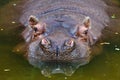 Meeting a Hippo