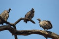 Meeting of indian vulture in a tree