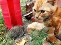 Meeting a kitten and a hedgehog in the garden