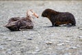 Meeting of lying Antarctic giant petrel - Macronectes giganteus- curious Antarctic fur seal pup on beach in South Georgia