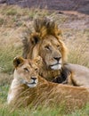 Meeting the lion and lioness in the savannah. National Park. Kenya. Tanzania. Masai Mara. Serengeti. Royalty Free Stock Photo