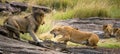 Meeting the lion and lioness in the savannah. National Park. Kenya. Tanzania. Masai Mara. Serengeti. Royalty Free Stock Photo