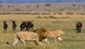 Meeting the lion and lioness in the savannah. National Park. Kenya. Tanzania. Masai Mara. Serengeti. Royalty Free Stock Photo