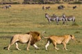 Meeting the lion and lioness in the savannah. National Park. Kenya. Tanzania. Masai Mara. Serengeti. Royalty Free Stock Photo