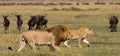 Meeting the lion and lioness in the savannah. National Park. Kenya. Tanzania. Masai Mara. Serengeti. Royalty Free Stock Photo