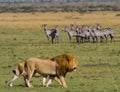 Meeting the lion and lioness in the savannah. National Park. Kenya. Tanzania. Masai Mara. Serengeti. Royalty Free Stock Photo
