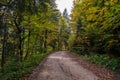 Sandy path with forest on both sides, crowns of trees are getting yellow on autumn season