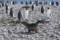 Meeting of a seal and king penguins
